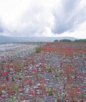 耐用防水PP數(shù)碼寫(xiě)真背景 光學(xué)攝影器材的理想選擇